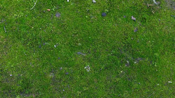 Moss on wall texture