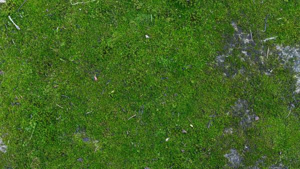 Moss on wall texture