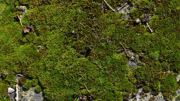 Moss on wall texture