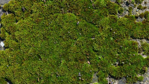 Moss on wall texture