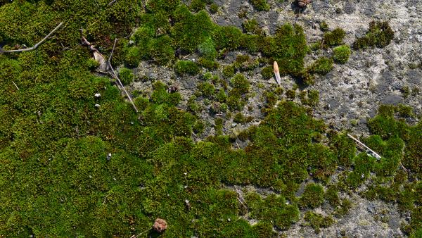 Moss on wall