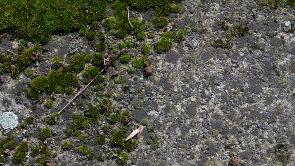 Moss on wall